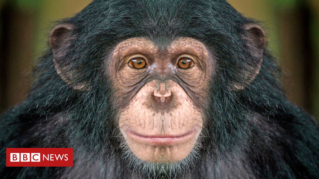 How chimpanzees bond over a movie together